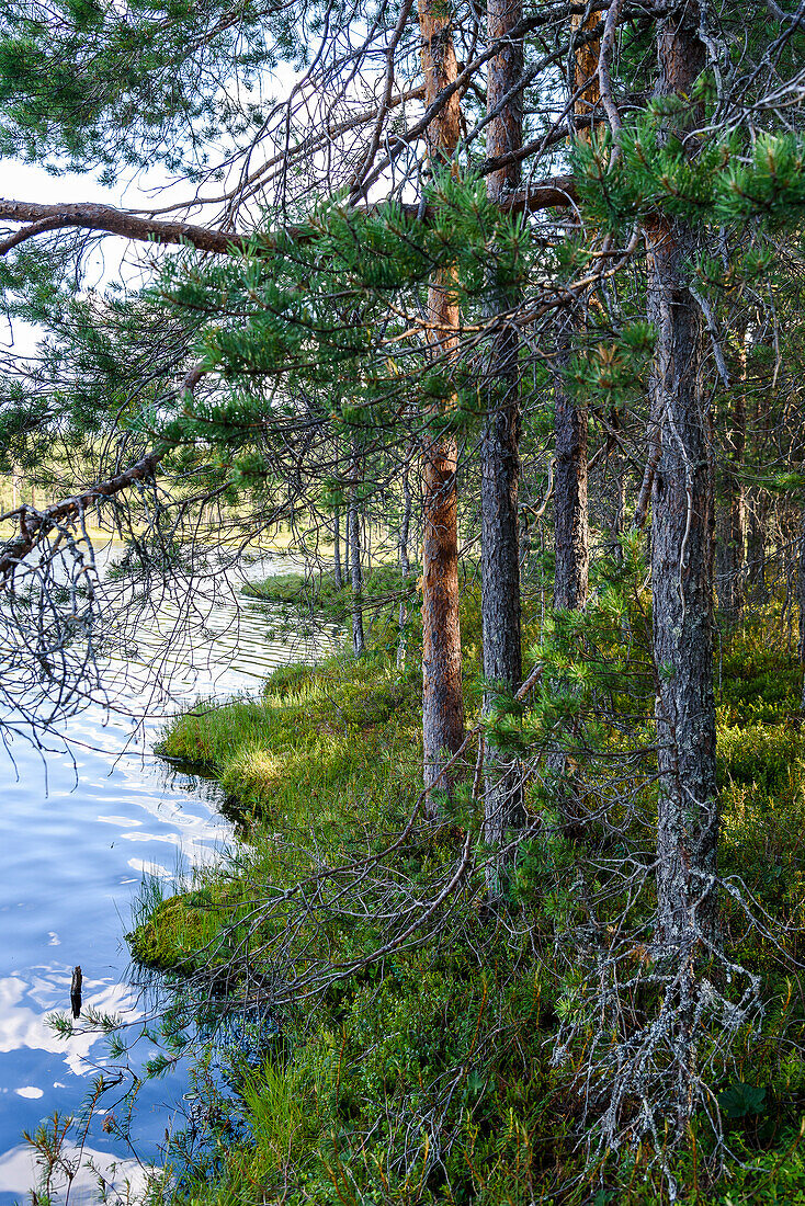 Lake in Seitseminen National Park, Finland