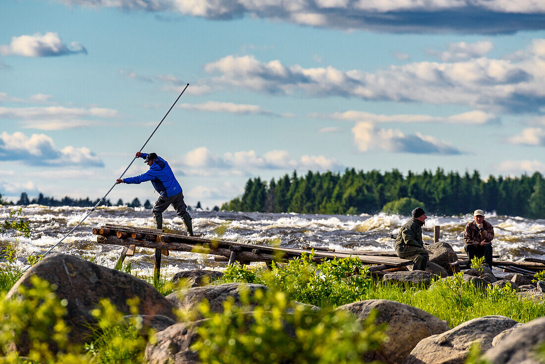 Traditionelles Angeln der Einheimischen mit langen Keschern. Stromschnellen Kukkolankoski am Fluss Torne älv, Tornio, Finnland