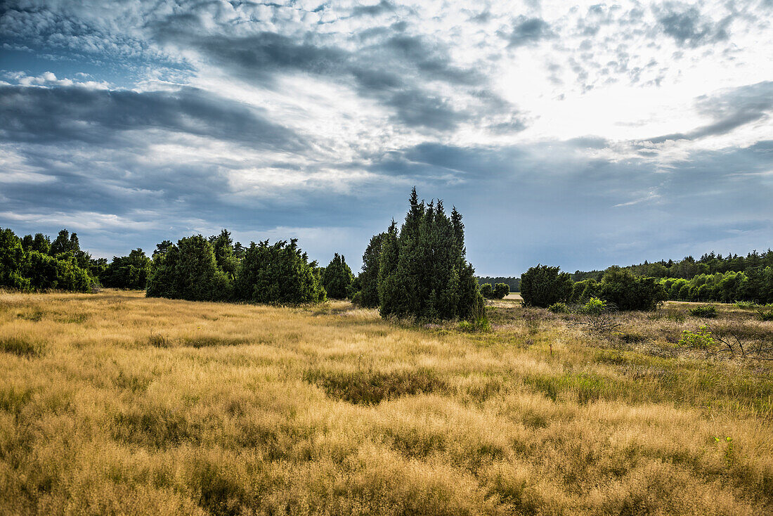 Blühende Heide und Wacholder, Wacholderheide, Faßberg, Südheide, Naturpark Lüneburger Heide, Niedersachsen, Deutschland