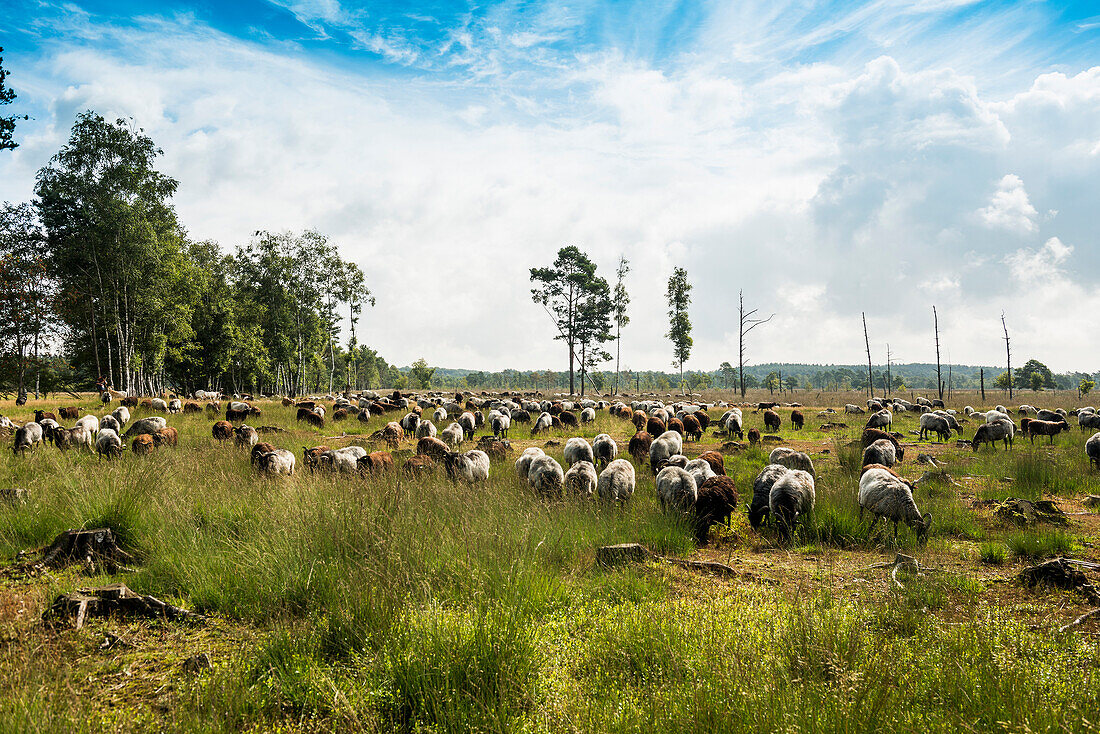 Heidschnucken, Pietzmoor, Schneverdingen, Naturpark Lüneburger Heide, Niedersachsen, Deutschland