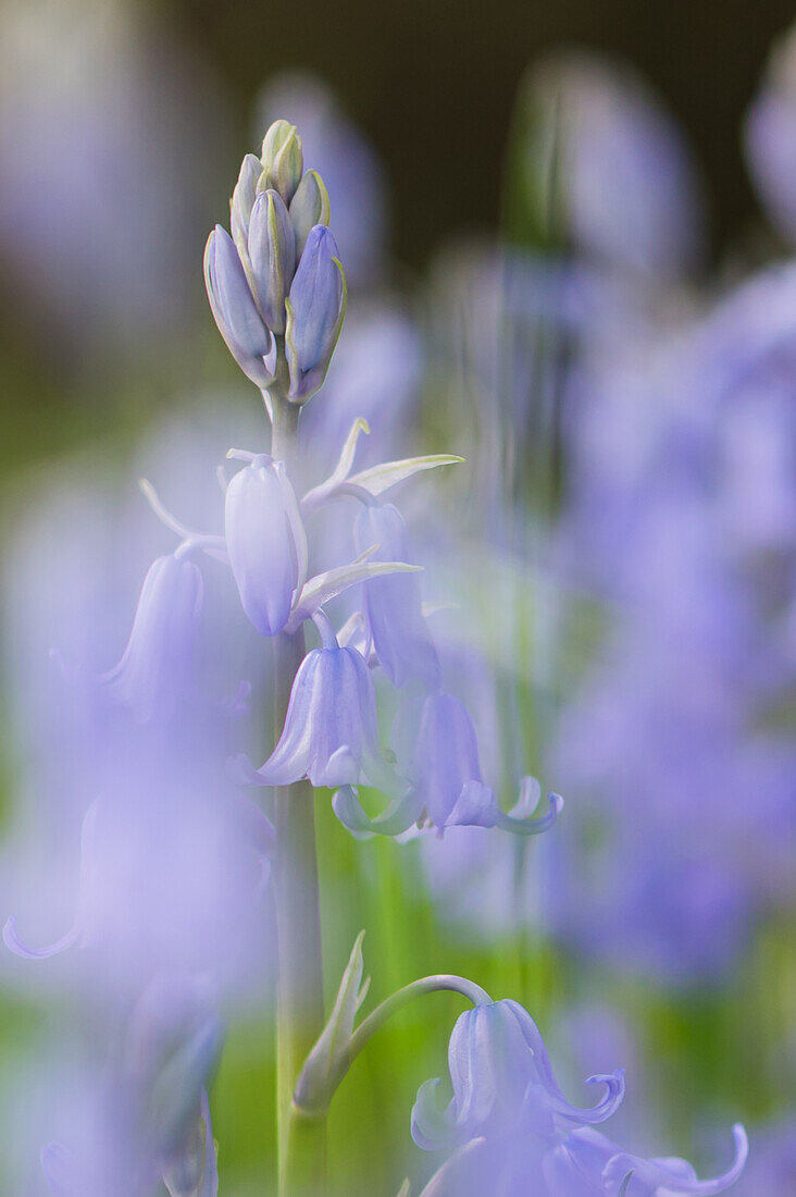 Hare bells in a delicate blue