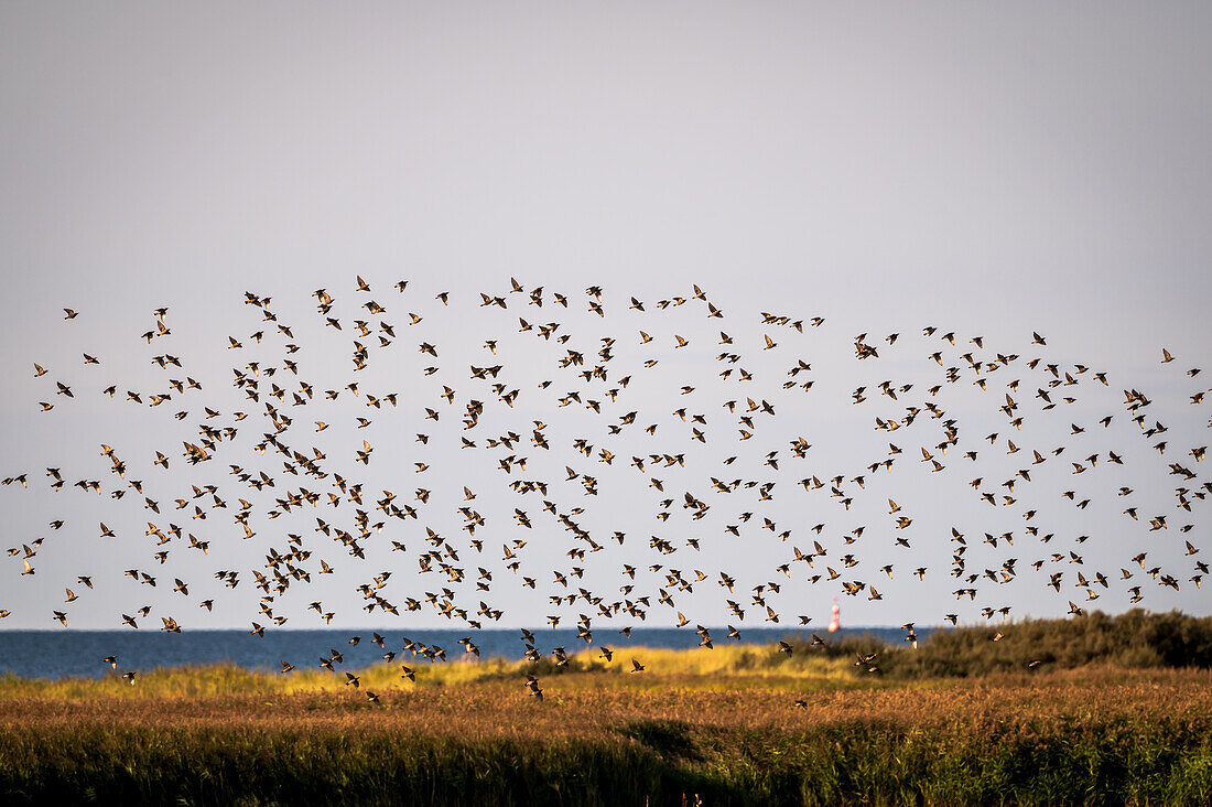 Stare im Formationsflug an der Ostsee, Heiligenhafen, Ostholstein, Schleswig-Holstein, Deutschland