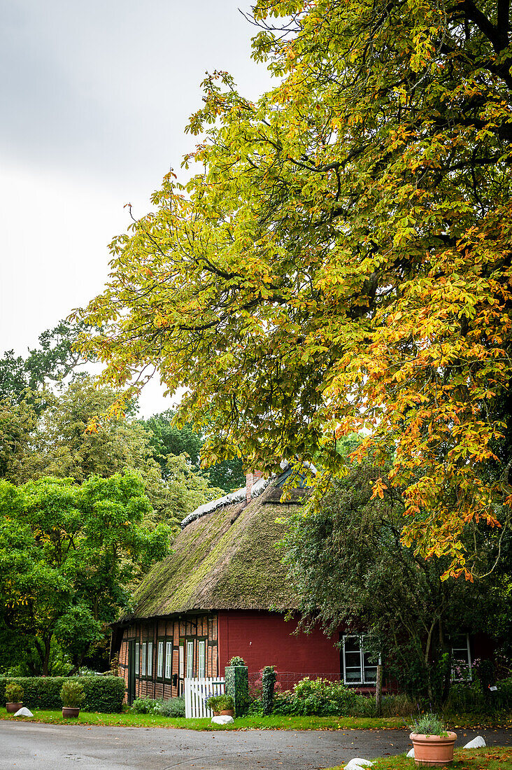 Thatched roof on the Panker estate, Lütjenburg, Plön district, Hohwacht Bay, provost's office