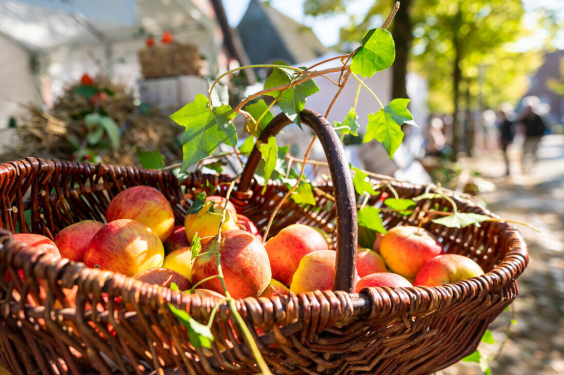 Apple basket on an autumn market, Ostholstein, Schleswig-Holstein, Germany