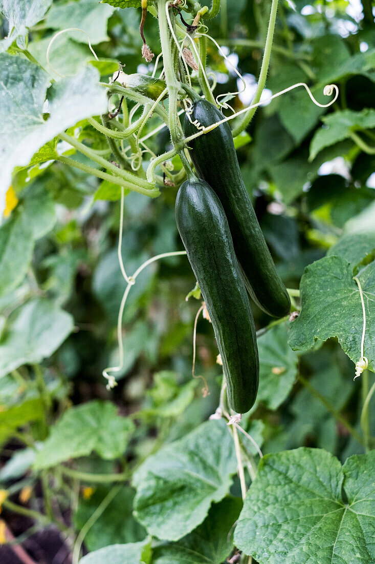 Close up of cucumber plants growing on the vine