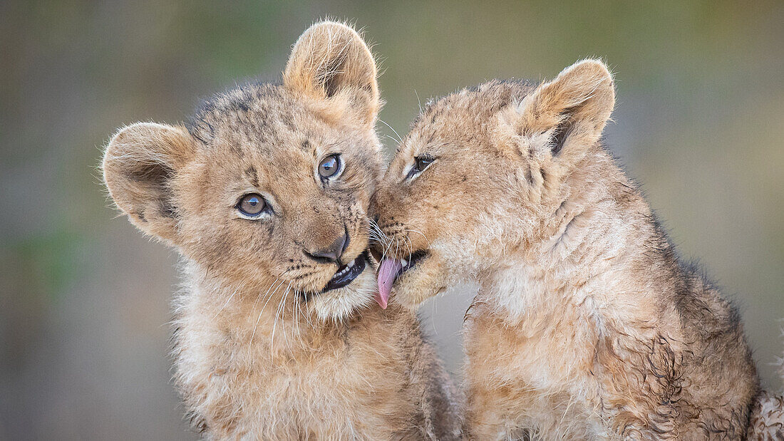 Two lion cubs, Panthera leo, sit together, one licks the other