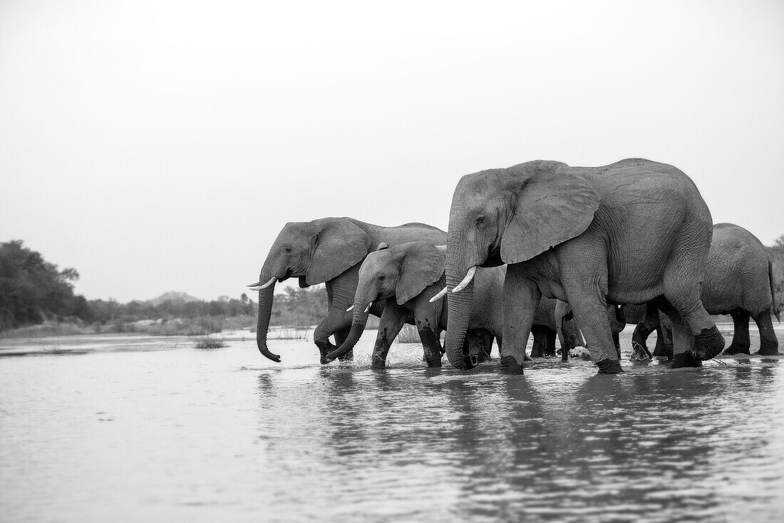 Herde von Elefanten, Loxodonta africana, trinken zusammen aus einem Fluss, schwarz und weiß