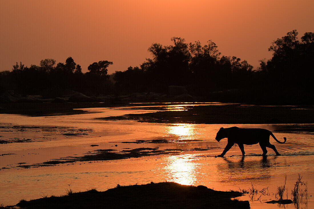 A lioness, Panthera leo, walks across a river at sunset, silhoutted