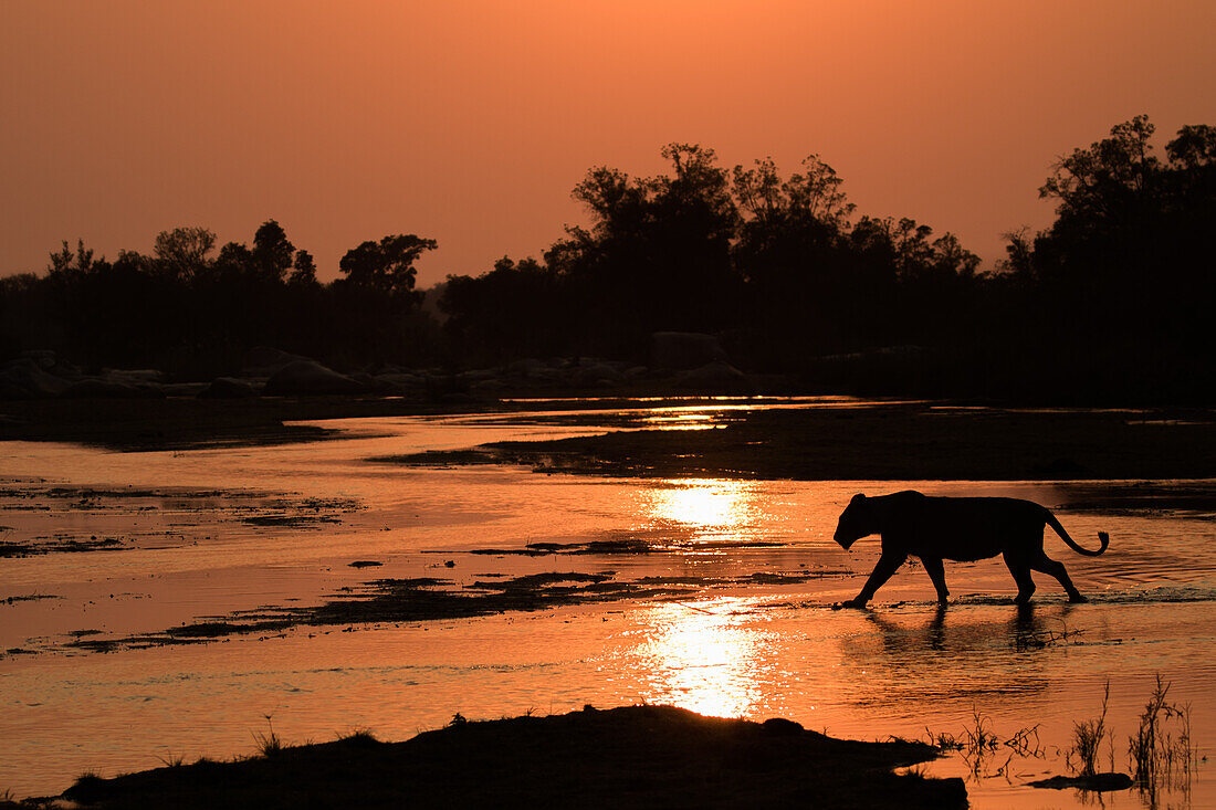 Eine Löwin, Panthera leo, geht bei Sonnenuntergang über einen Fluss, Silhoutte