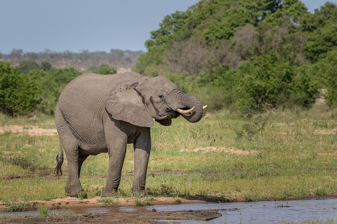 Ein Elefant, Loxodonta Africana, trinkt Wasser aus dem Stamm des Flusses bis zum Mund