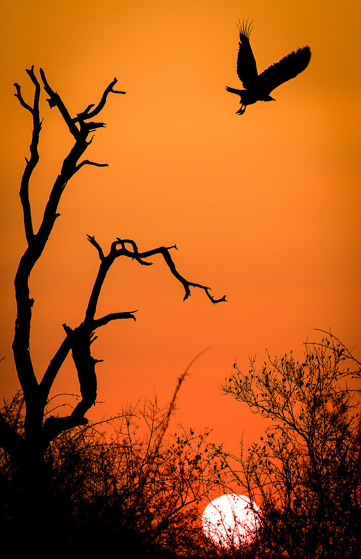 Silhoutte eines Kapuzengeiers bei Sonnenuntergang