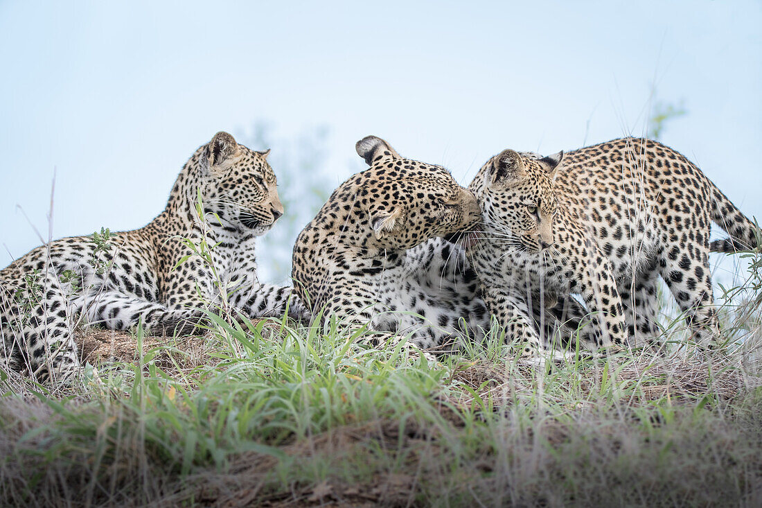 A female leopard, Panthera pardus, and her two cubs groom each other on a termite mound
