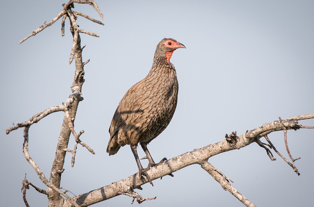 A swainson's spurfowl, Pternistis swainsonii, stands in a dead tree