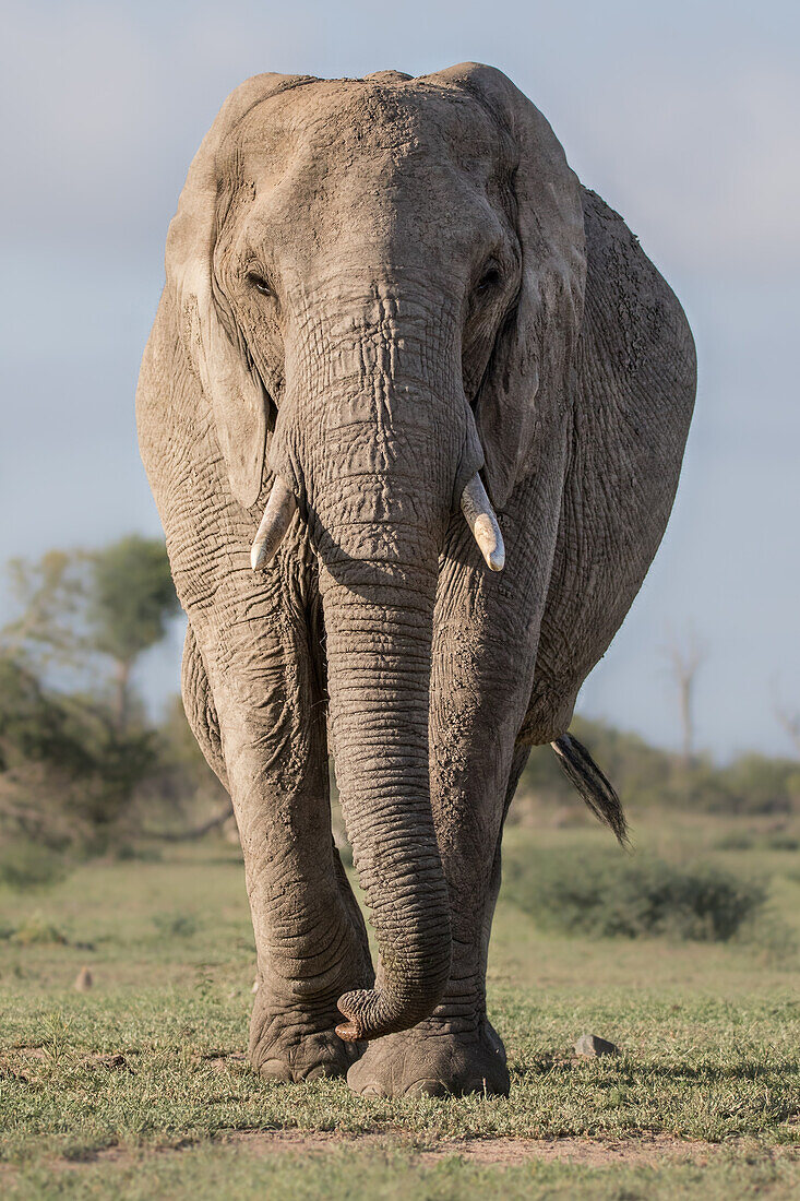 Ein Elefant, Loxodonta africana, geht auf die Kamera zu