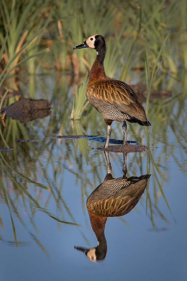 Whistling duck, reflection in shallow water