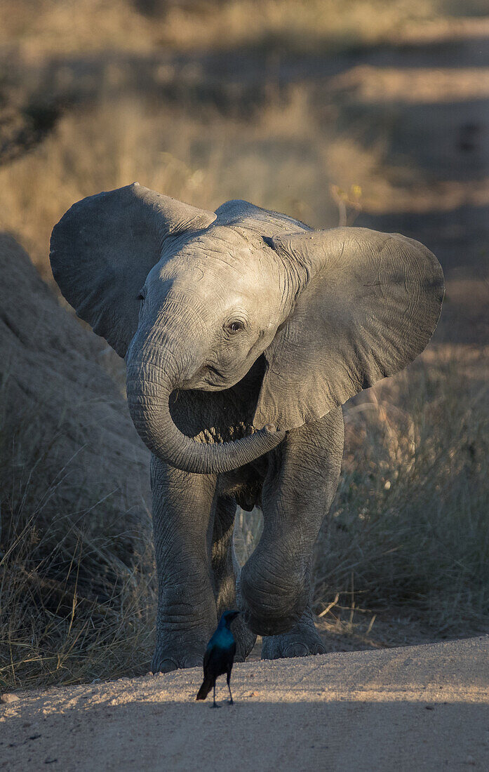 Ein Elefantenkalb, Loxodonta africana, greift einen glänzenden Star, Lamprotornis nitens, an