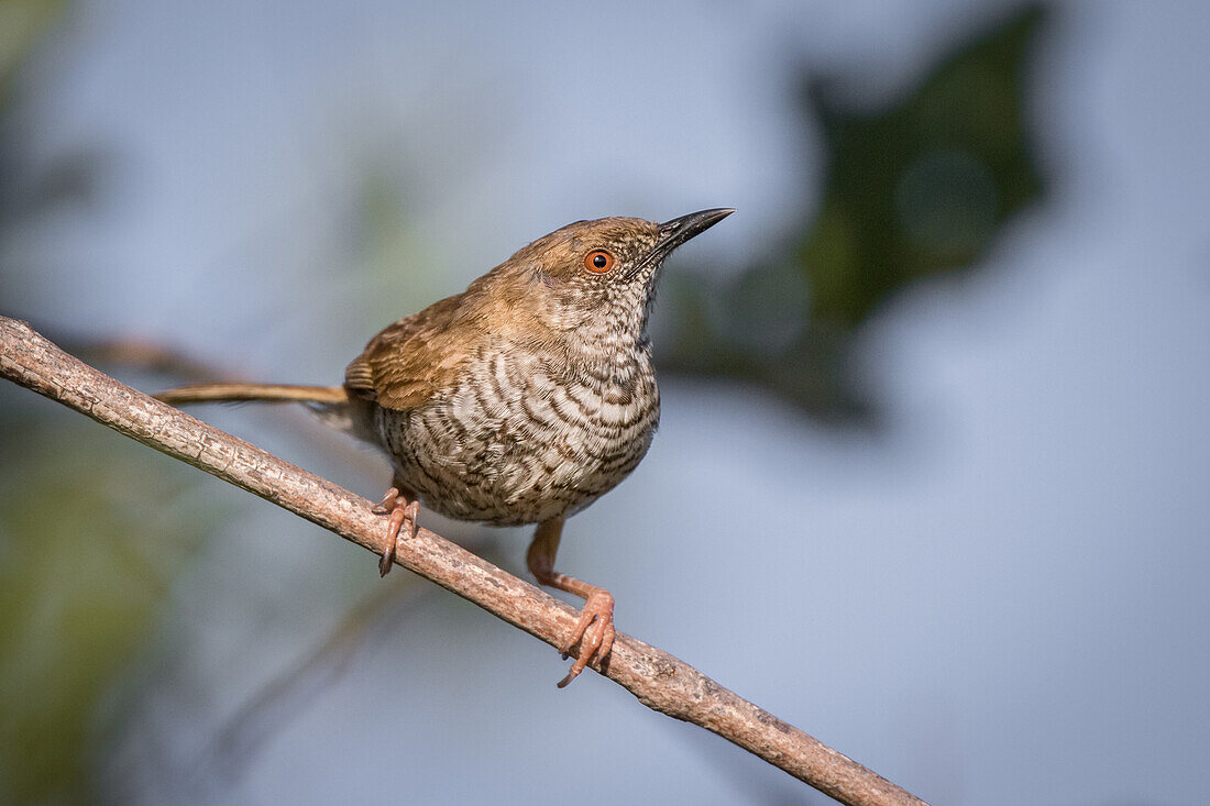 Stierling's Wren-warbler, Calamonastes stierlingi, sits on a branch