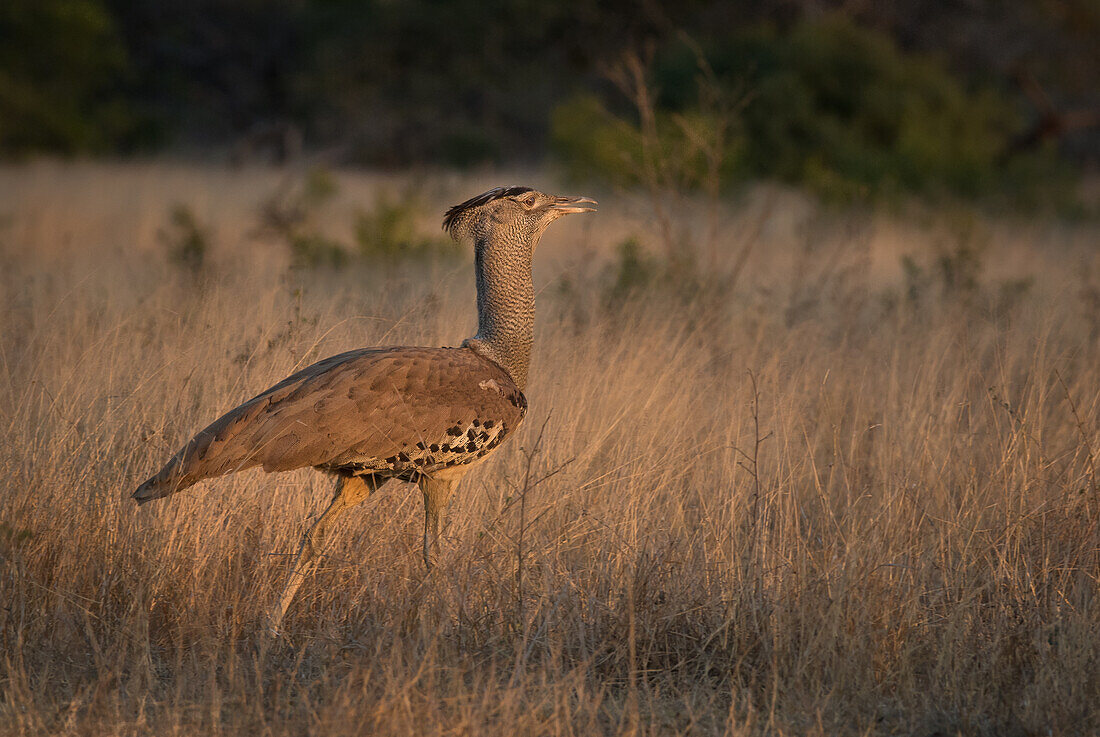 A Kori Bustard, Ardeotis kori, walks through the long grass