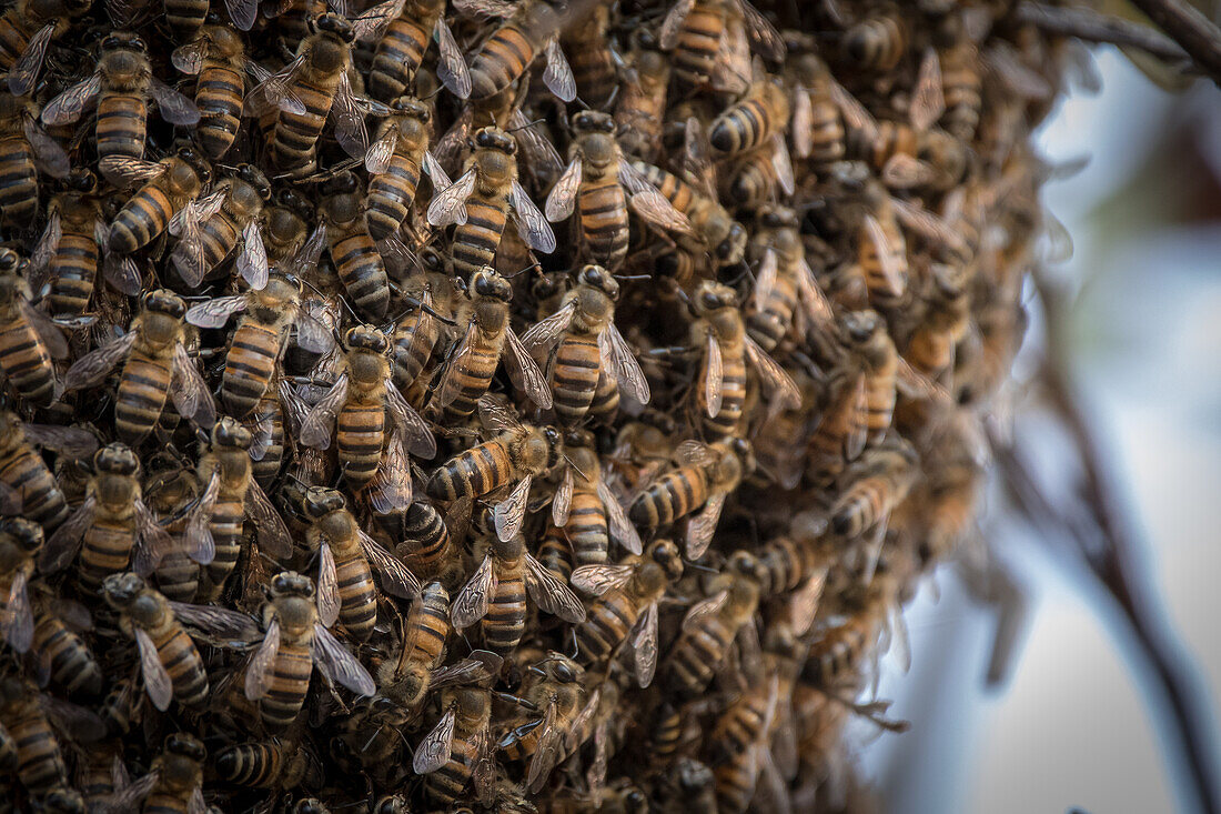 Ein Bienenschwarm, Apis mellifera scutellata, versammelt sich