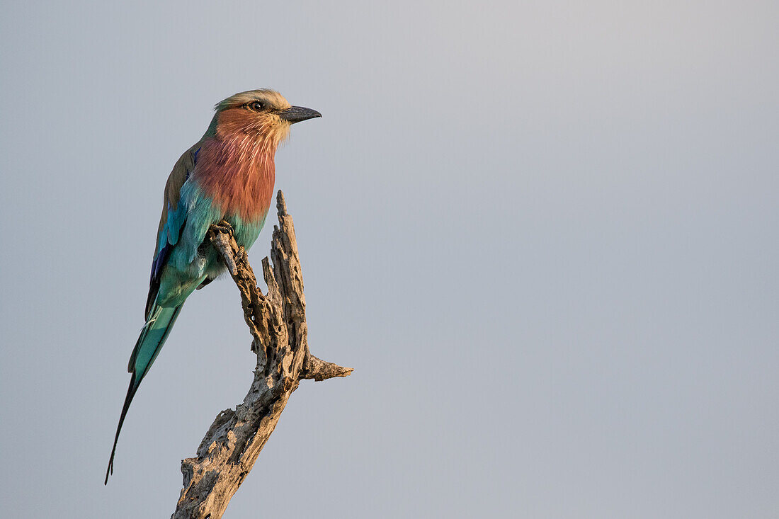 A Lilac Breasted Roller, Coracias caudatus, perches on a branch
