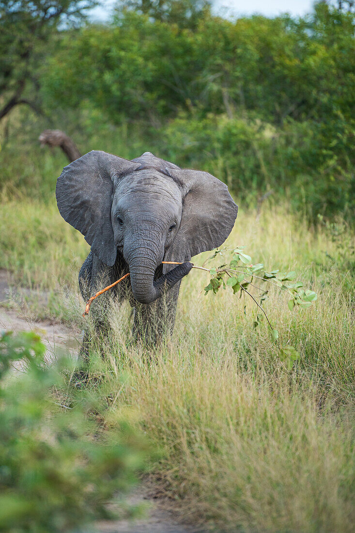 Ein Elefantenkalb, Loxodonta africana mit einem Ast im Rüssel
