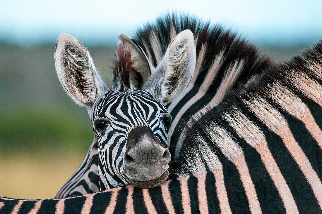 Ein Zebrafohlen, Equus Quagga, legt seinen Kopf auf den Rücken eines anderen Zebras