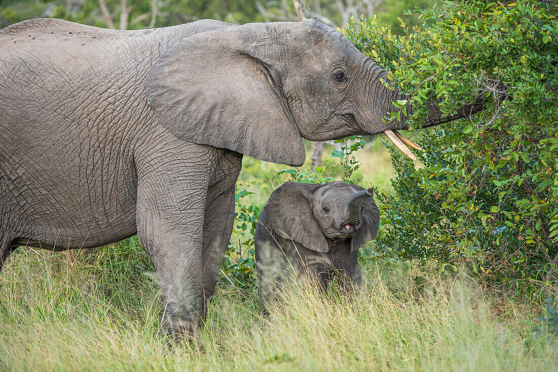 A female elephant and her calf feeding on leaves