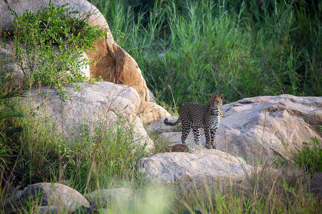 Ein Leopard, Panthera Pardus, geht über Felsbrocken in einem Flussbett, viel Grün im Hintergrund