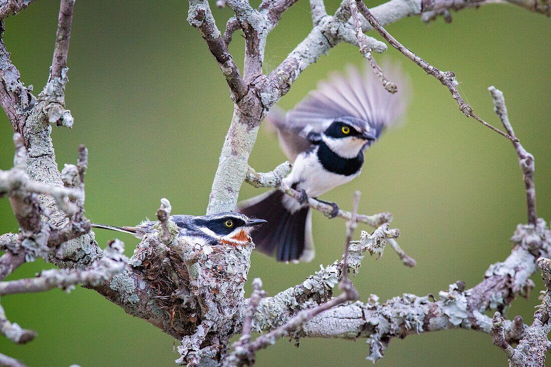 Ein Chinspot Batis, Batis Molitor, fliegt aus seinem Nest