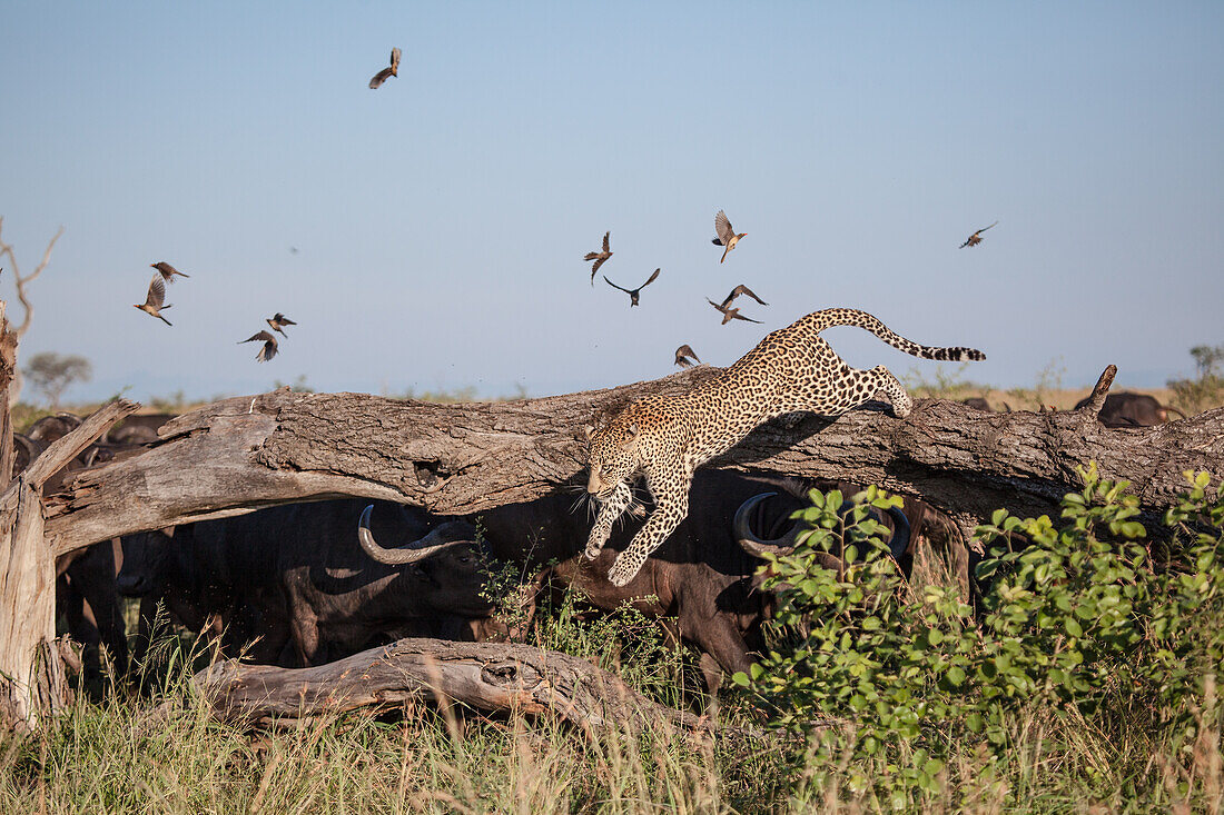 A leopard jumps off a log surrounded by buffalo