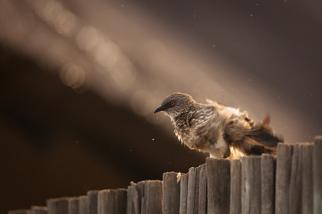 An arrow marked babbler, Turdoides jardineii, shakes water off itself