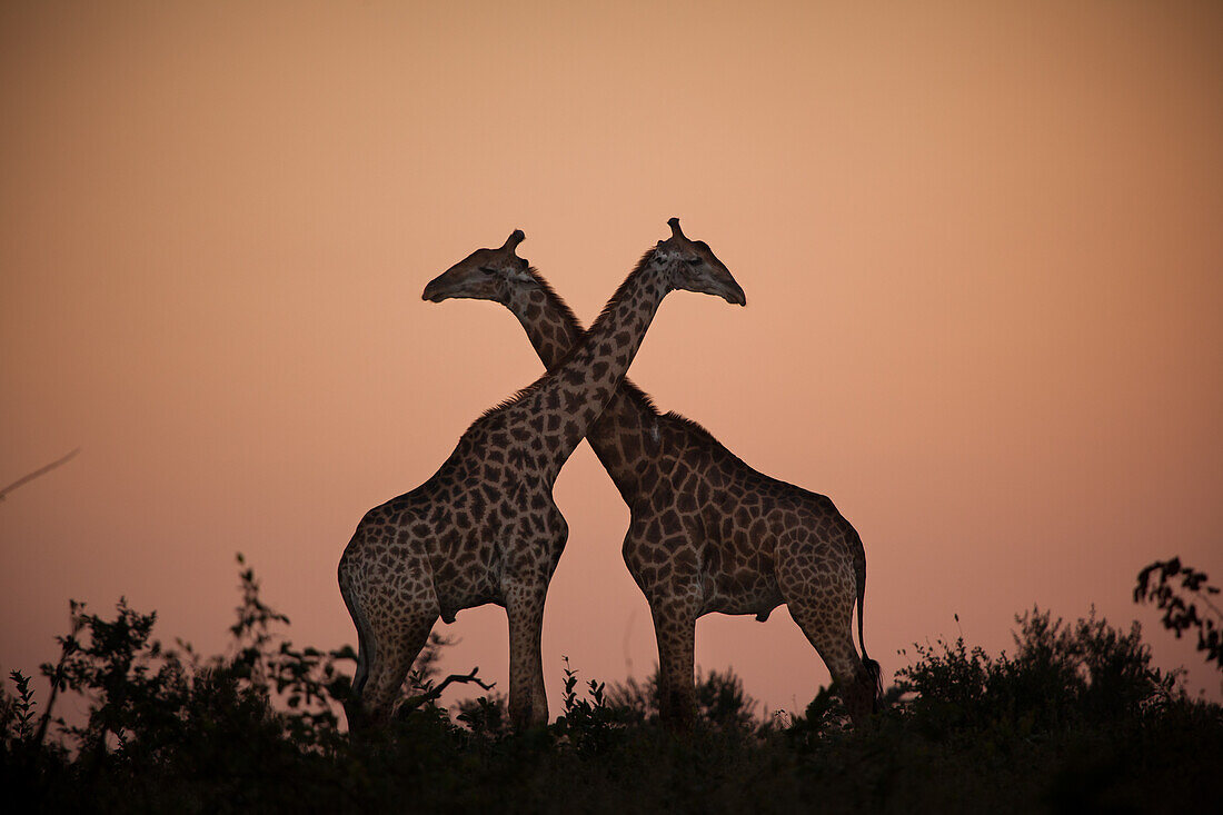 Zwei Giraffen, Giraffe Giraffa Plancius, Hälse überqueren
