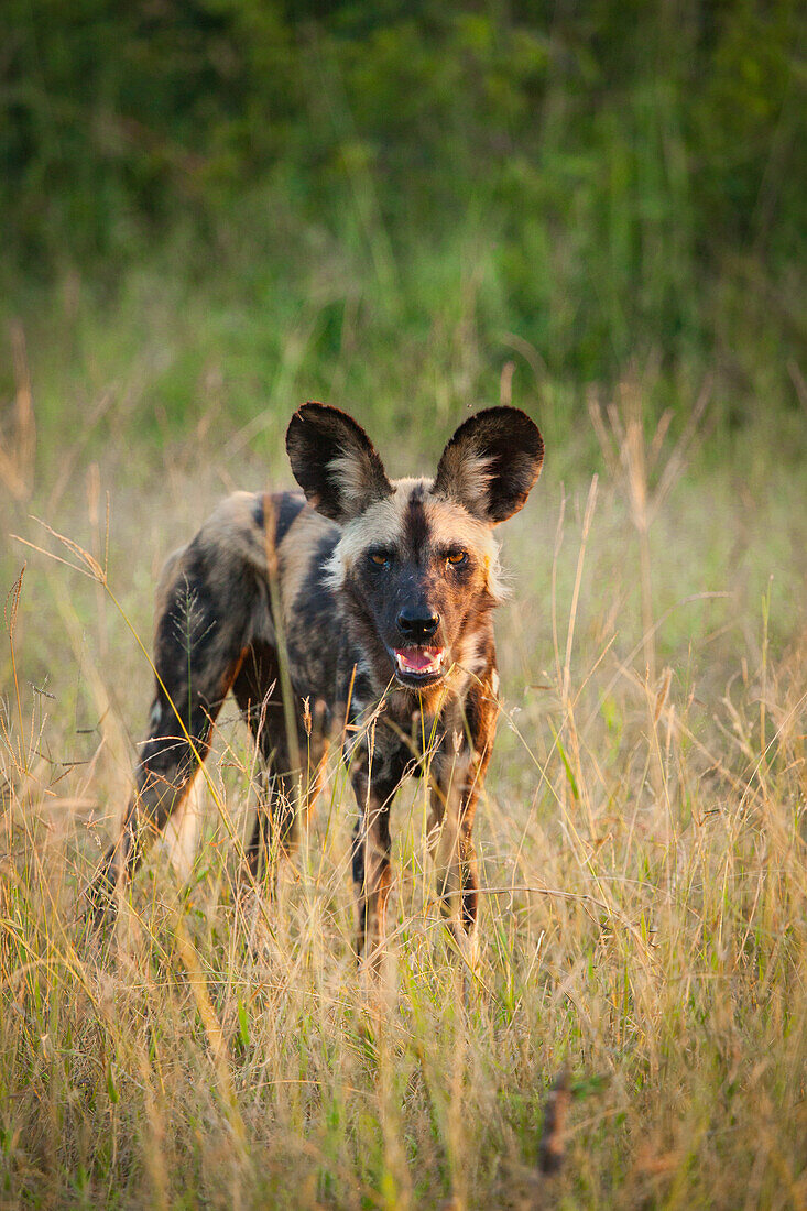 A wild dog, Lycaon pictus, stands in long grass, facing camera