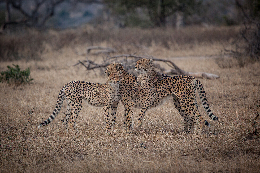 Drei Geparden, Acinonyx jubatus, stehen zusammen auf trockenem kurzem Gras