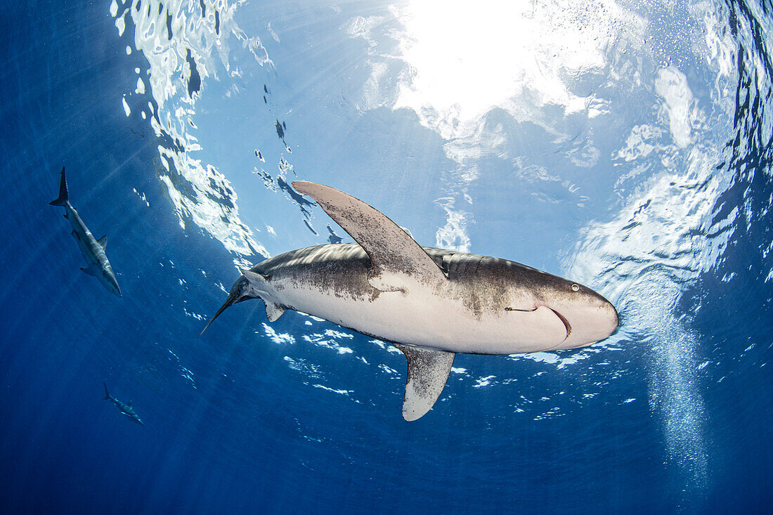 Bahamas, Cat Island, Low angle view of Oceanic whitetip shark swimming in sea