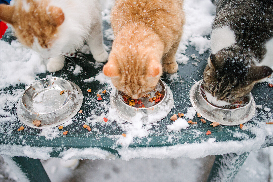Kanada, Ontario, drei Katzen, die aus Schalen im Schnee essen