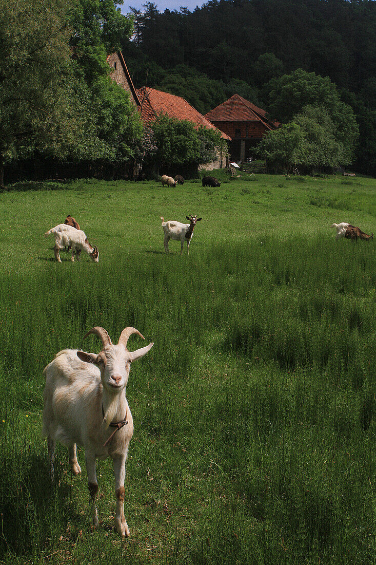 Portrait white goat grazing in rural field, Hessen, Germany