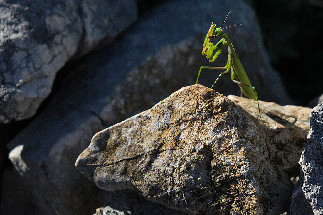 Gottesanbeterin auf sonnigem Felsen, Kroatien