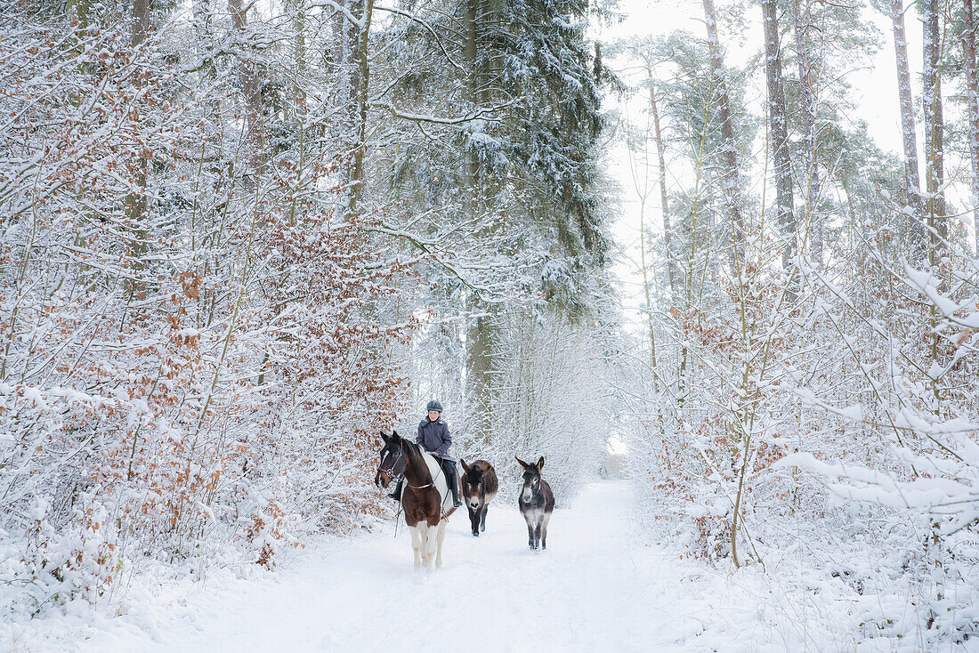 Donkeys following girl riding horse on snowy path
