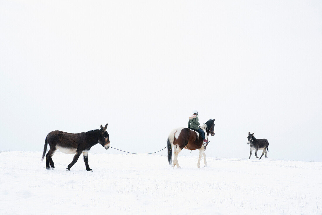 Girl on horseback leading donkeys by rope in snowy field