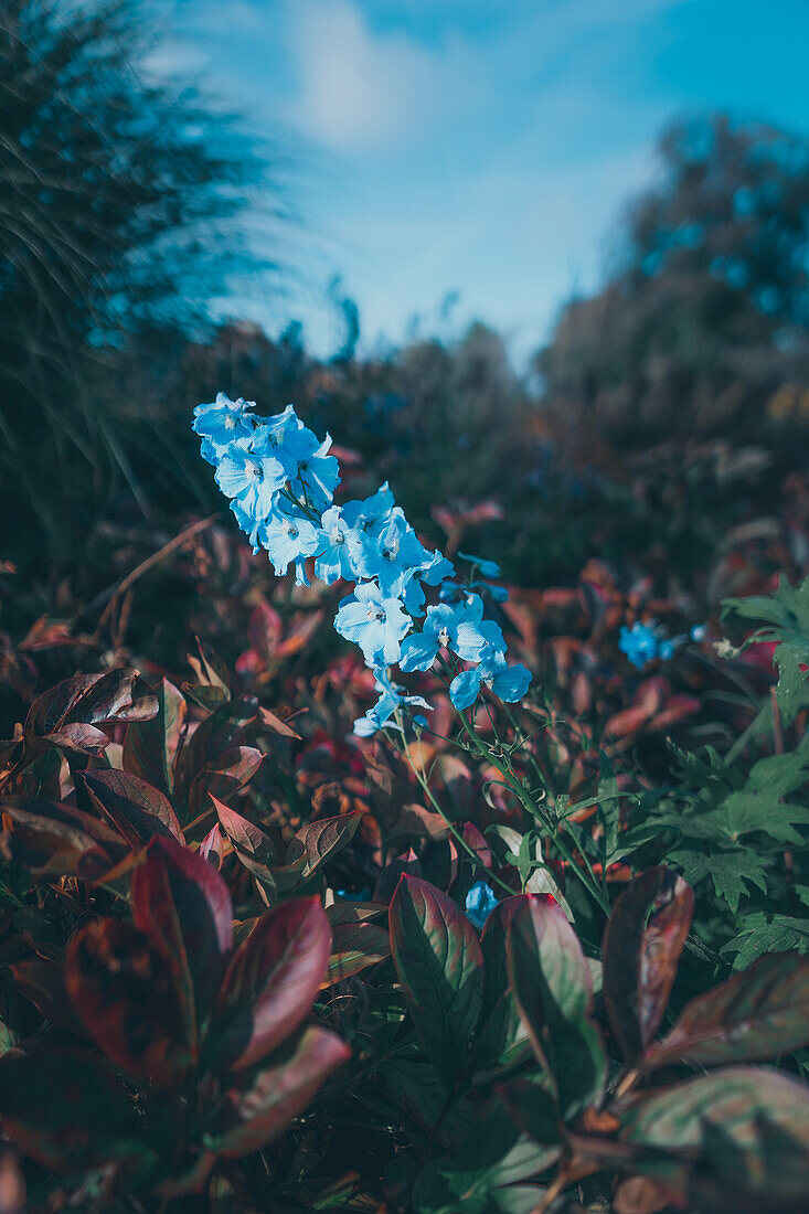 Blaue Blüten, Flora im Berggarten der Herrenhausgärten bei Hannover, Niedersachsen, Deutschland