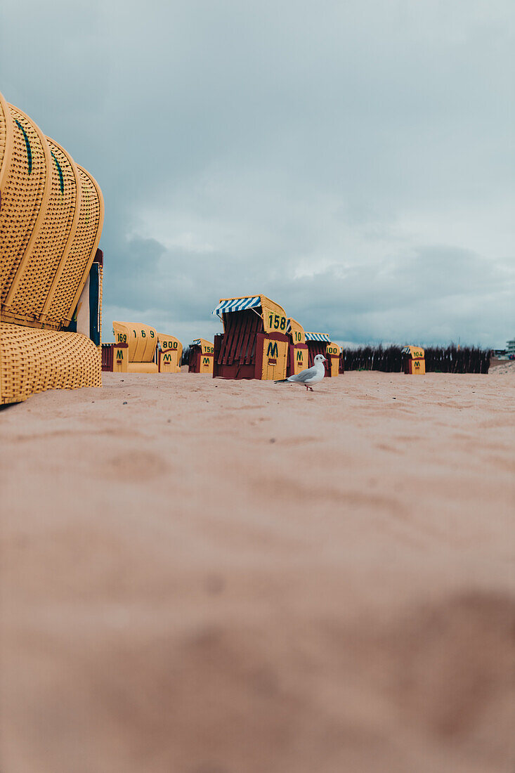 Strand mit Möwe im Erholungs- und Urlaubsgebiet Cuxhaven an der Nordsee im Herbst, Niedersachsen, Deutschland