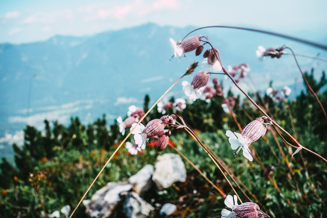 Mountain blossoms in the Wetterstein