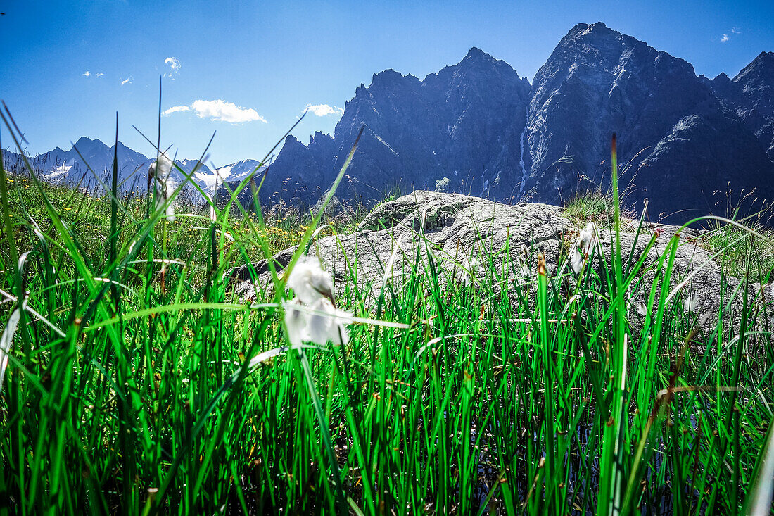 Wollgras im Vordergrund vor Bergkette, Trailrunning Tour im Ötztal, Tirol, Österreich