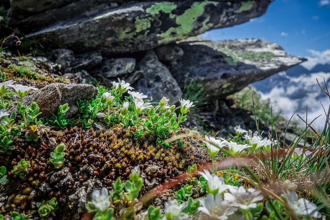 Trail running tour in the Ötztal - mountain landscape Ötztal Alps mountain flowers