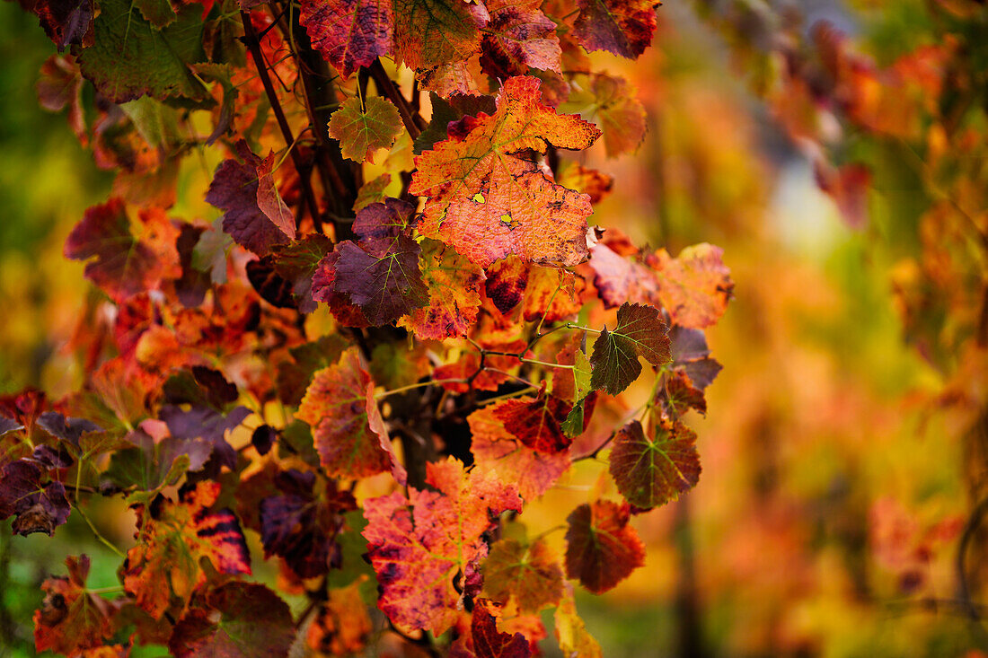 Farbenfrohes Weinlaub im Herbst, Winningen an der Mosel, Rheinland-Pfalz, Deutschland, Europa