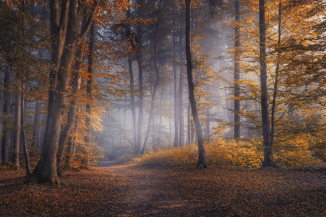 Rotbuchenwald im Oktober, Wald bei Baierbrunn, Bayern, Deutschland