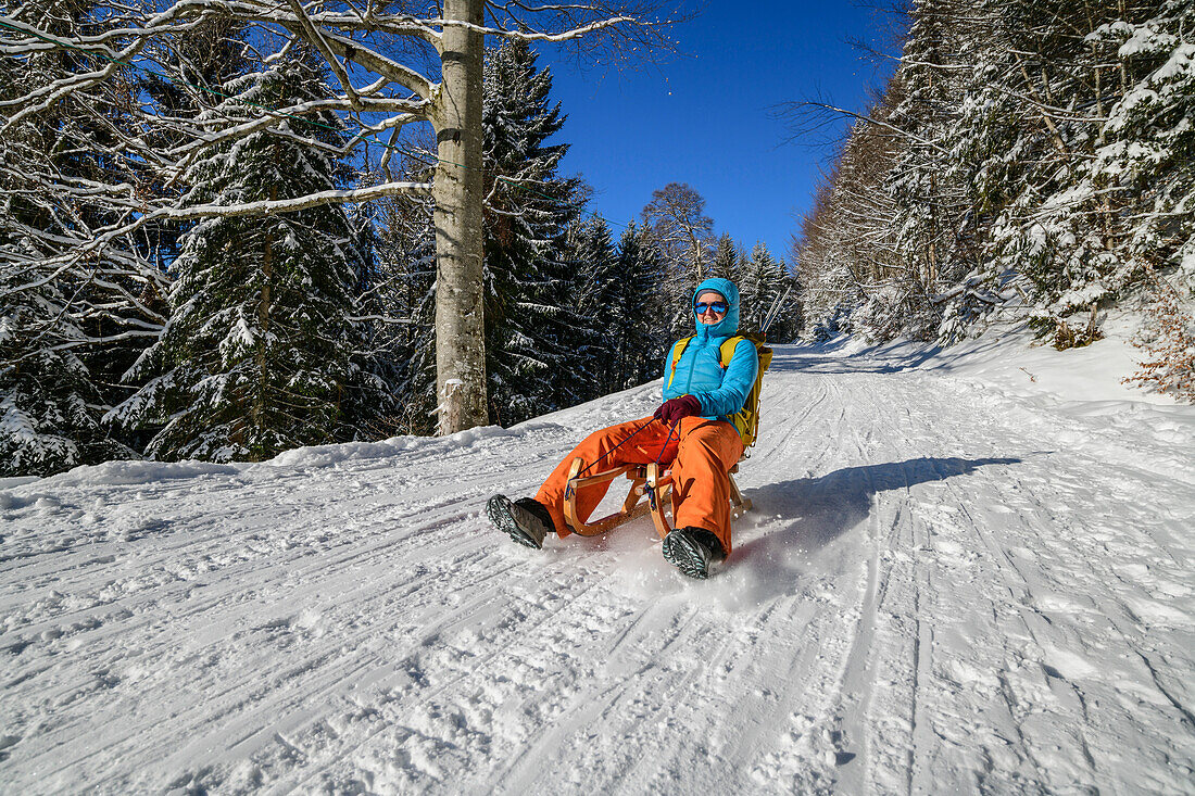 Woman drives on alpine path with sledge from the Upper Firstalm, Firstalm, Spitzing area, Bavarian Alps, Upper Bavaria, Bavaria, Germany