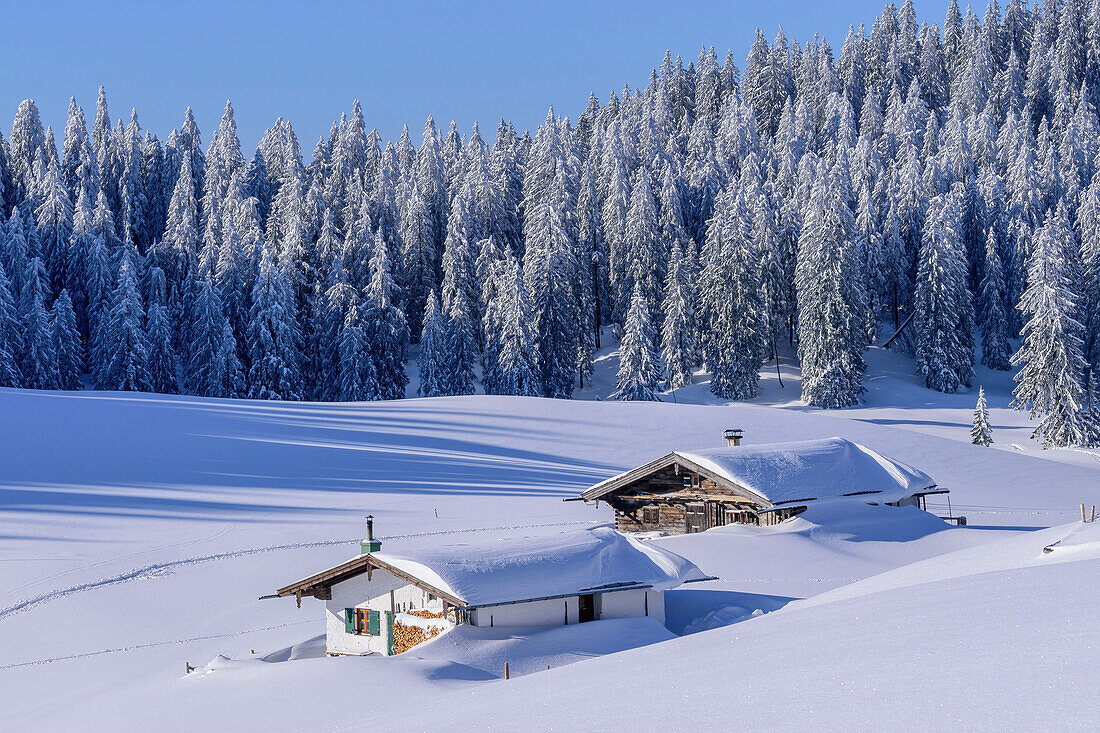 Zwei verschneite Almen mit Winterwald im Hintergrund, Hochries, Chiemgauer Alpen, Oberbayern, Bayern, Deutschland