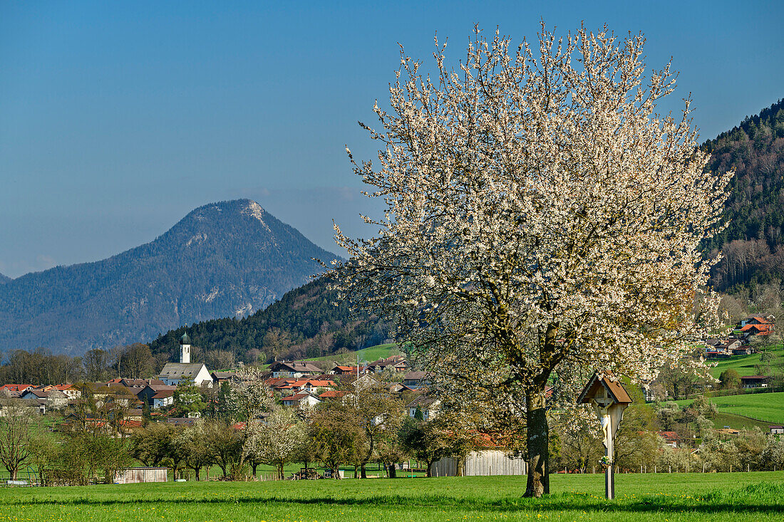 Blühender Apfelbaum und Wegkreuz mit Dorf und Bergen im Hintergrund, Litzldorf, Bad Feilnbach, Oberbayern, Bayern, Deutschland